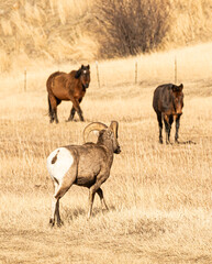 Bighorn Sheep and Horse Meeting
