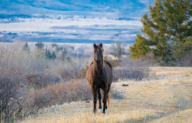Inquisitive Horse on Montana Ranch