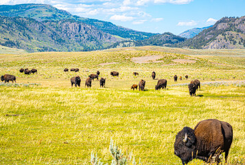 Bison Herd In Yellowstone National Park