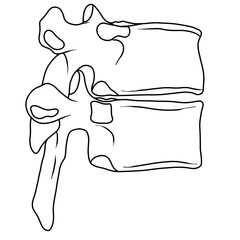 The thoracic spine is located between your cervical and lumbar spines