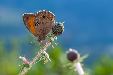 Fototapeta premium Macro shots, Beautiful nature scene. Closeup beautiful butterfly sitting on the flower in a summer garden.