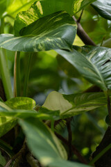 Fresh epipremnum aureum or money plant leaves