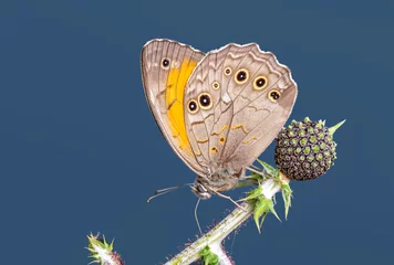 Fototapete Macro shots, Beautiful nature scene. Closeup beautiful butterfly sitting on the flower in a summer garden. © blackdiamond67