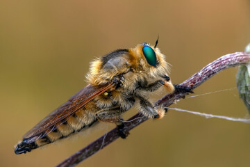 Macro shot of a robber fly in the garden