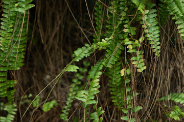 Fresh growing green fern leaves