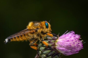 Macro shot of a robber fly in the garden