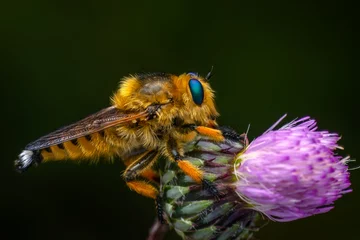Fototapeten Macro shot of a robber fly in the garden © blackdiamond67