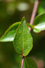 Glossy abelia leaf
