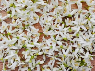 Spring citrus flowers blossom pattern background. White fresh citrus orange or mandarin tree flowers blossom as neroli oil background. Fresh flowers blossom for neroli (Citrus aurantium) essential oil