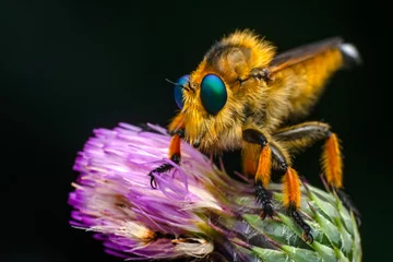 Fototapeten Macro shot of a robber fly in the garden © blackdiamond67