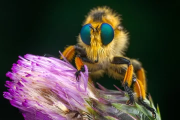 Fototapeten Macro shot of a robber fly in the garden © blackdiamond67