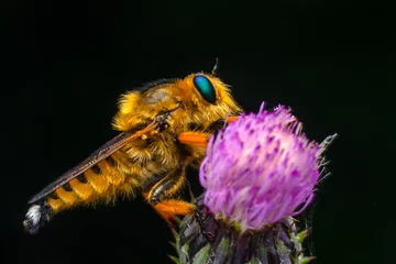 Fototapeten Macro shot of a robber fly in the garden © blackdiamond67