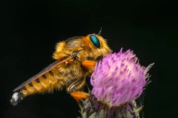 Fototapeten Macro shot of a robber fly in the garden © blackdiamond67