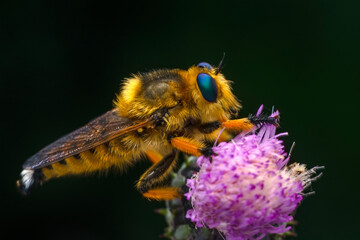 Macro shot of a robber fly in the garden