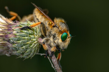 Macro shot of a robber fly in the garden