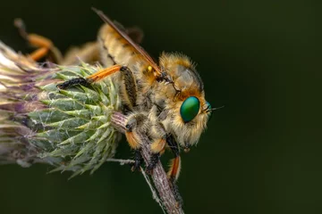 Fototapeten Macro shot of a robber fly in the garden © blackdiamond67