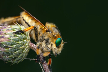 Macro shot of a robber fly in the garden