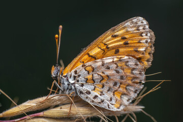 Macro shots, Beautiful nature scene. Closeup beautiful butterfly sitting on the flower in a summer garden.