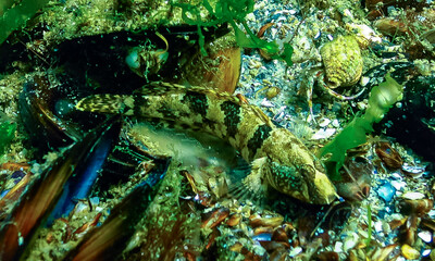 Tubenose goby (Proterorhinus marmoratus) in botton, Black Sea