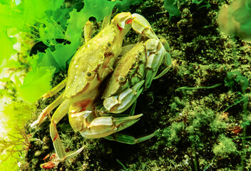 Male and female Swimming crab (Macropipus holsatus) hiding among algae