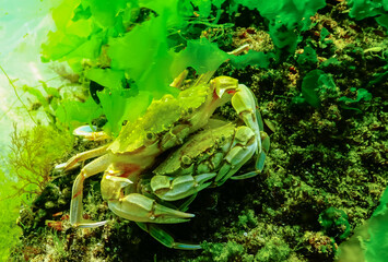 Male and female Swimming crab (Macropipus holsatus) hiding among algae