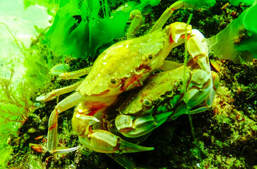 Male and female Swimming crab (Macropipus holsatus) hiding among algae