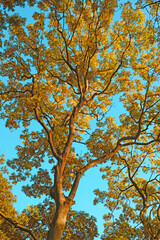 Tree, sky and sunshine in nature with landscape for planet earth, environmental or climate change. Eco friendly, countryside and natural with leaves for recycle, ecology and sustainability in woods