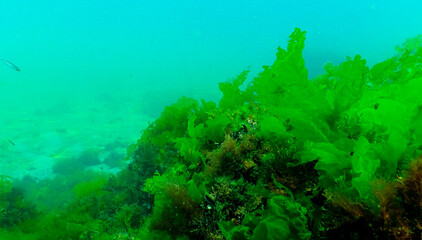 Green algae on the seabed (Ulva, Enteromorpha, Cladophora)