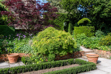 acer trees in the garden