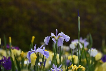 公園の花菖蒲