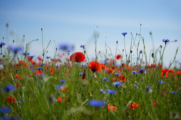 A field of flowers with a blue sky in the background. The flowers are mostly red, with some blue flowers scattered throughout the field. Scene is peaceful and serene, as the flowers