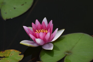 公園の赤い睡蓮