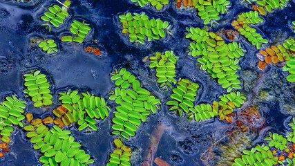 Floating fern, floating moss, water butterfly wings (Salvinia natans), Yalpug, Ukraine
