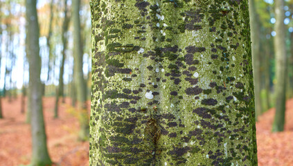 Tree, trunk and bark with moss in nature for environment, growth and nature at countryside....
