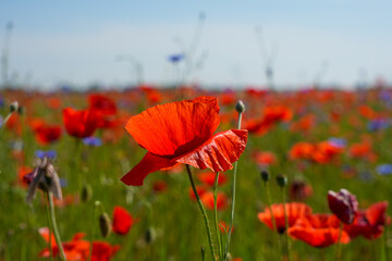 Obraz premium A field of red poppies with a single red flower in the foreground