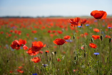 A field of red poppies with blue flowers in the background