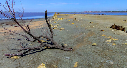 Dry tree on the shore in the Kuyalnik estuary, Odessa