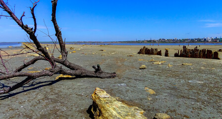 Dry tree on the shore in the Kuyalnik estuary, Odessa