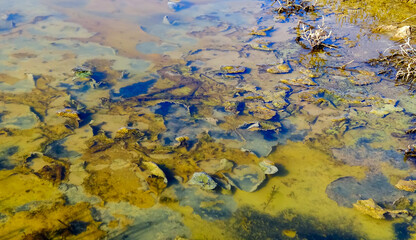 Single-celled green, diatom and blue-green algae in a salt puddle on the bank