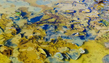 Single-celled green, diatom and blue-green algae in a salt puddle on the bank