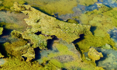 Single-celled green, diatom and blue-green algae in a salt puddle on the bank