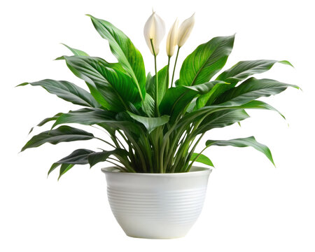 Peace lily plant in white ceramic pot on transparent background