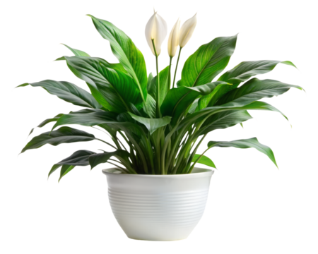 Peace lily plant in white ceramic pot on transparent background