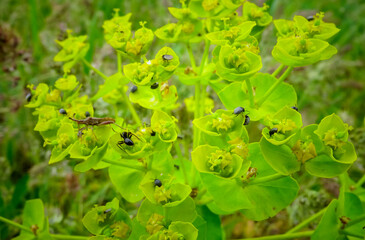 Insects on Euphorbia milkweed flowers collect sweet nectar on the bank