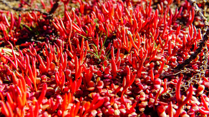 Naklejka premium Сommon glasswort (Salicornia europaea), succulent plant with red pigment in autumn on the banks, Kuyalnik, Ukraine