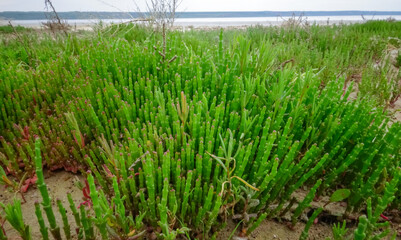 Сommon glasswort (Salicornia europaea), succulent plant with red pigment in autumn on the banks, Kuyalnik, Ukraine