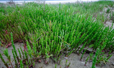 Сommon glasswort (Salicornia europaea), succulent plant with red pigment in autumn on the banks, Kuyalnik, Ukraine