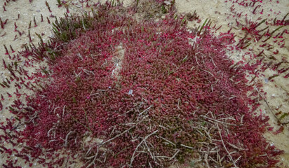 Сommon glasswort (Salicornia europaea), succulent plant with red pigment in autumn on the banks,...