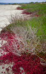 Сommon glasswort (Salicornia europaea), succulent plant with red pigment in autumn on the banks,...