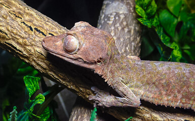 Henkel's leaf-tailed gecko (Uroplatus henkeli)
